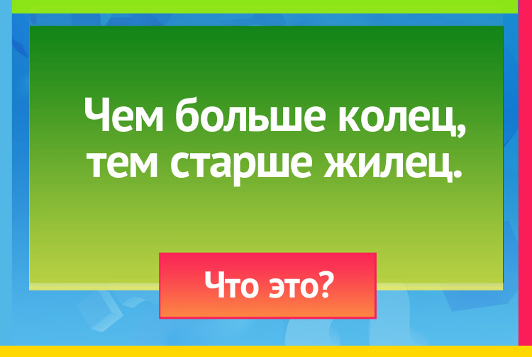 Загадка про дерево. Чем больше колец, тем старше жилец.