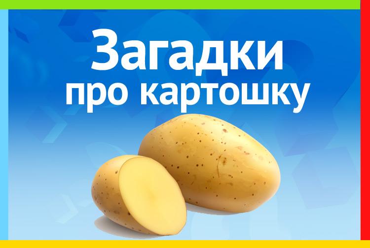 Загадка про картошку