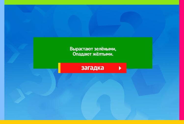 Загадка про листья. Вырастают зелёными, Опадают жёлтыми.