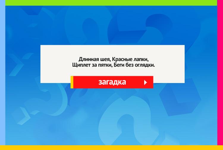 Загадка про гуся. Длинная шея, Красные лапки, Щиплет за пятки, Беги без оглядки