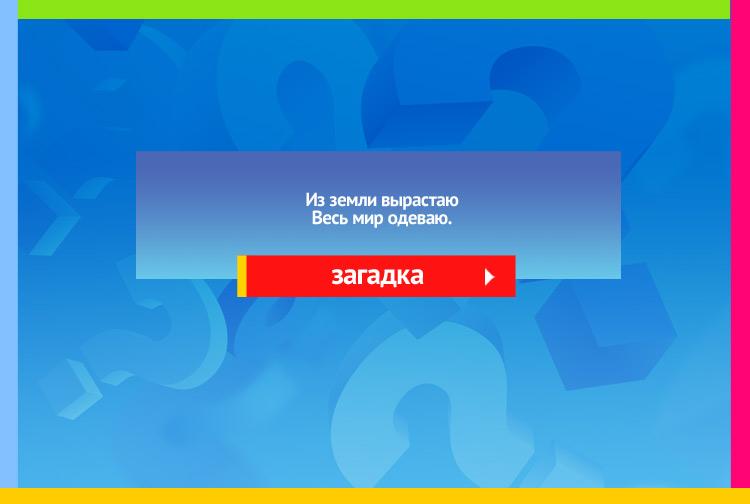 загадка про Лён. Из земли вырастаю Весь мир одеваю.