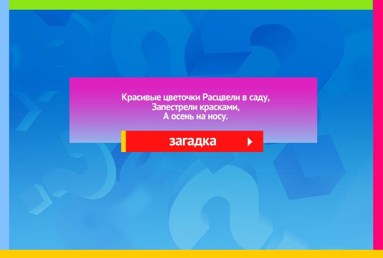 Загадка про цветок Астра. Красивые цветочки Расцвели в саду, Запестрели красками, А осень на носу