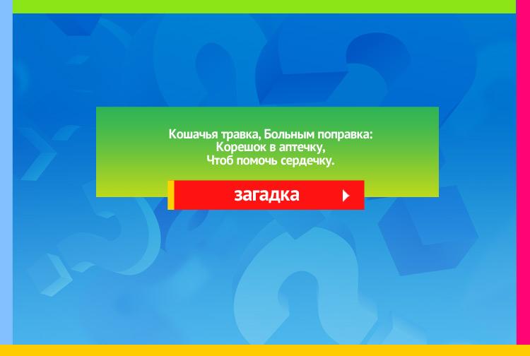 Загадка про Валериану. Кошачья травка, Больным поправка: Корешок в аптечку, Чтоб помочь сердечку