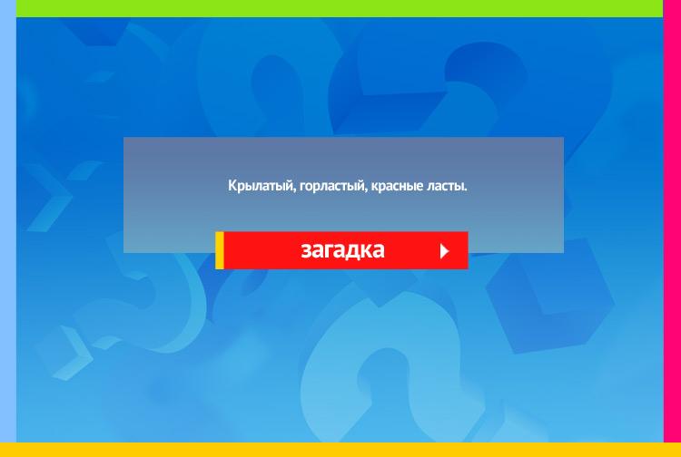 Загадка про гуся. Крылатый, горластый, красные ласты.