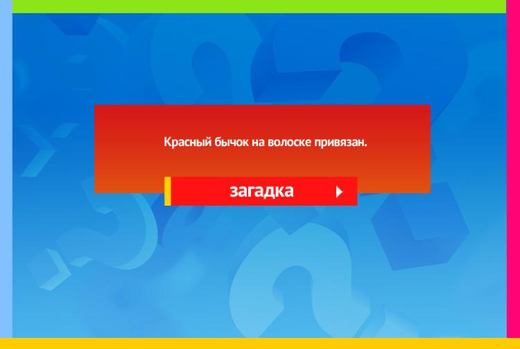 Загадка про клюкву. Красный бычок, На волоске привязан.