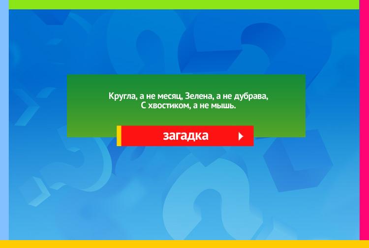 Загадка про репу. Кругла, а не месяц, Зелена, а не дубрава, С хвостиком, а не мышь.