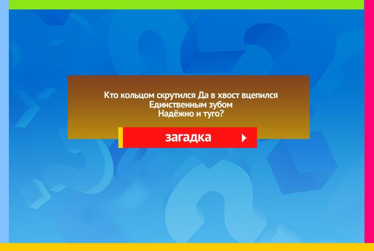 Загадка про ремнеь. Кто кольцом скрутился Да в хвост вцепился Единственным зубом Надёжно и туго?