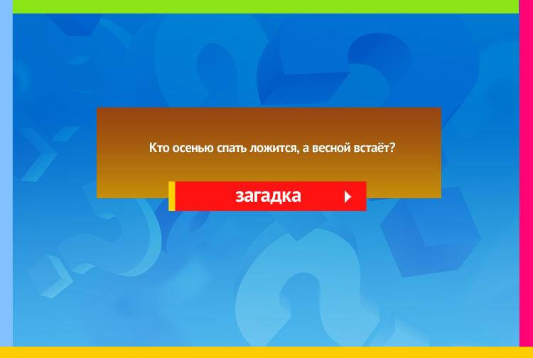 Загадка про медведя. Кто осенью спать ложится А весной встает?