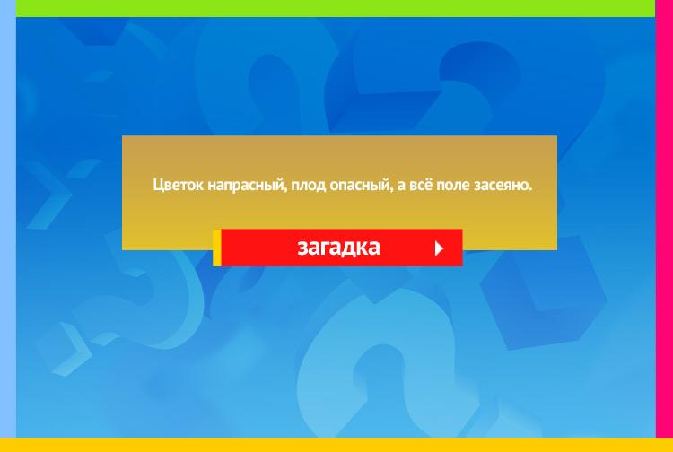 Загадка про картофель. Цветок напрасный, плод опасный, а всё поле засеяно