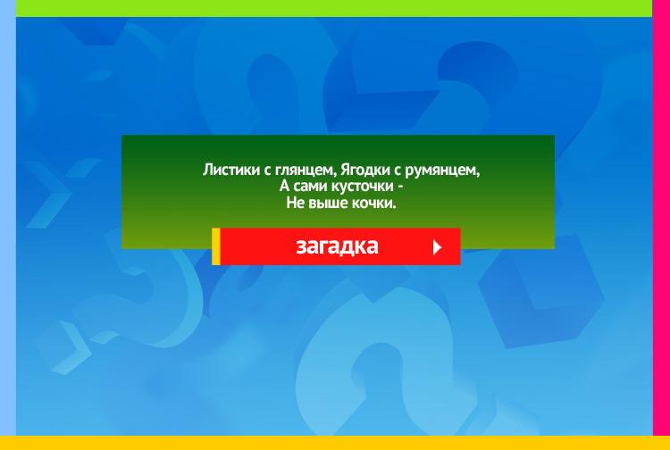 Загадка про бруснику. Листики с глянцем, Ягодки с румянцем, А сами кусточки Не выше кочки.