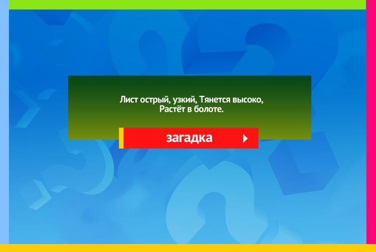 Загадка про осоку. Лист острый, узкий, Тянется высоко, Растёт в болоте.