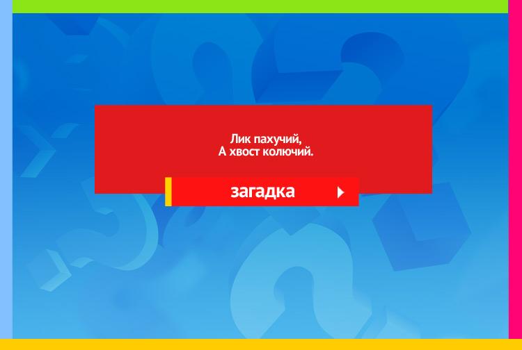 Загадка про розу. Лик пахучий, А хвост колючий.