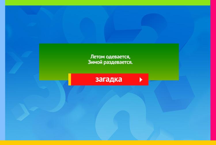 Загадка про лес. Летом одевается, Зимой раздевается.