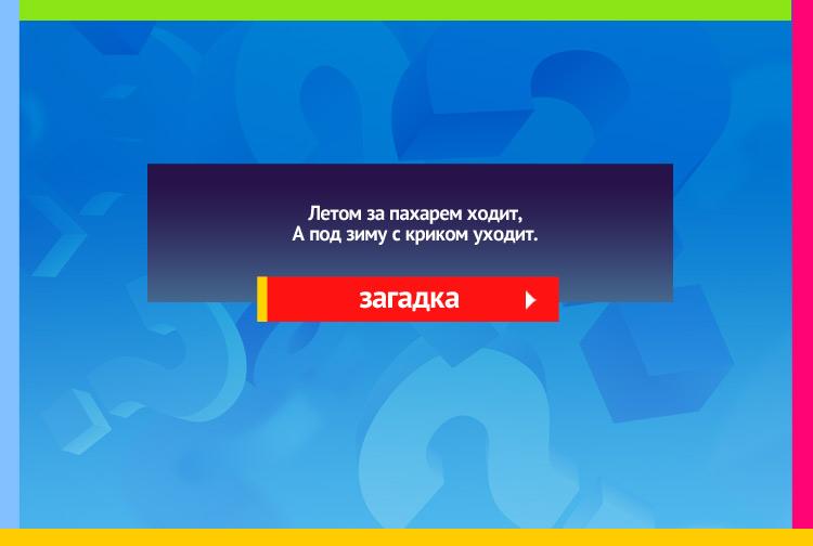 Загадка про грача. Летом за пахарем ходит, А под зиму с криком уходит.