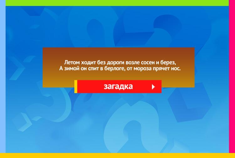 Загадка про медведя. Летом ходит без дороги Возле сосен и берез, А зимой он спит в берлоге, От мороза прячет нос.