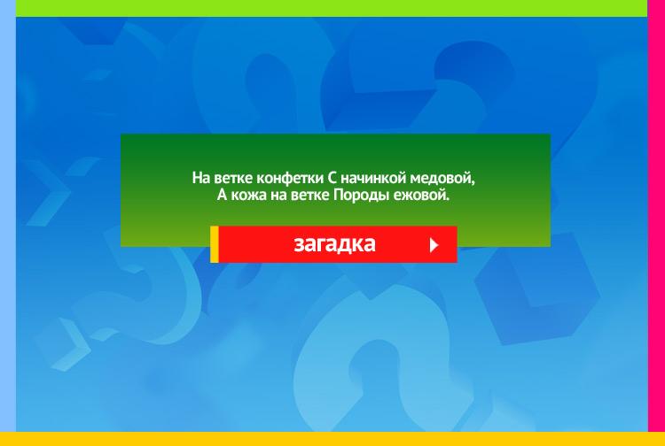 Загадка про Крыжовник. На ветке конфетки С начинкой медовой, А кожа на ветке Породы ежовой.