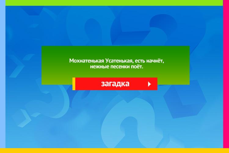 Загадка про кошку. Мохнатенькая Усатенькая есть начнёт нежные песенки поёт