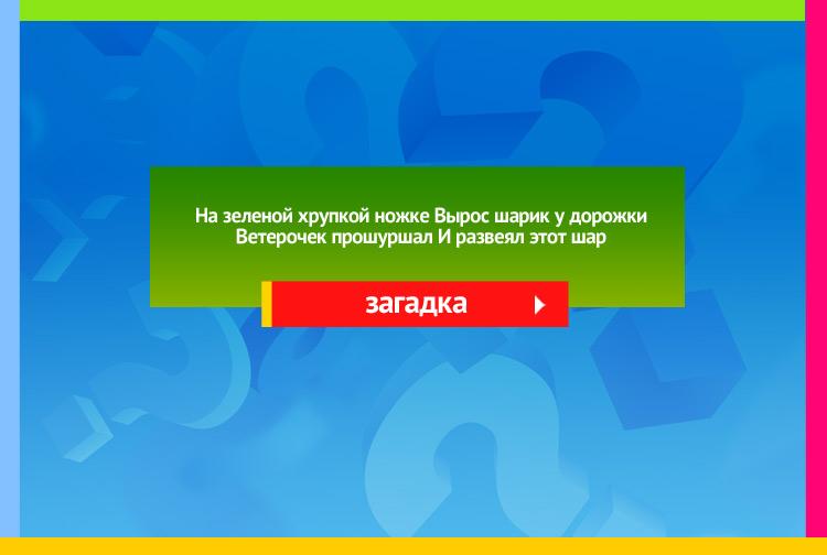 Загадка про одуванчик. На зеленой хрупкой ножке, Вырос шарик у дорожки. Ветерочек прошуршал, И развеял этот шар