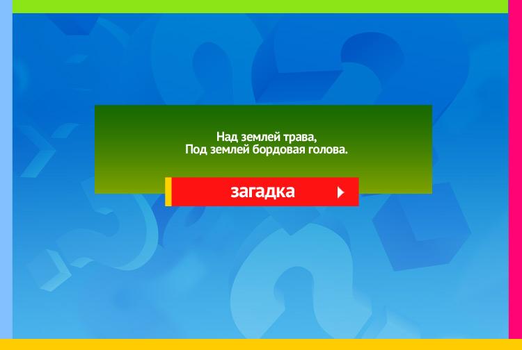 Загадка про свеклу. Над землей трава, Под землей Бордовая голова.