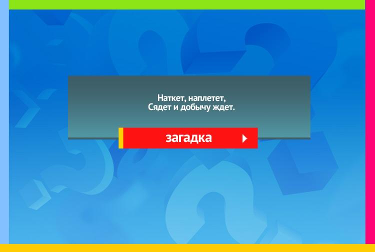 Загадка про паука. Наткет, наплетет, Сядет и добычу ждет.