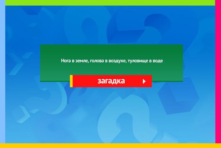 Загадка про камыш. Нога в земле, голова в воздухе, туловище в воде.