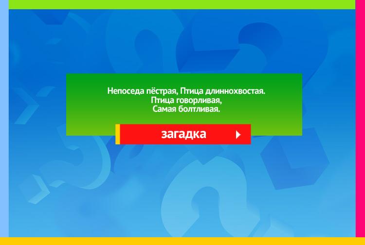 Загадка про сороку. Непоседа пёстрая, Птица длиннохвостая. Птица говорливая, Самая болтливая.