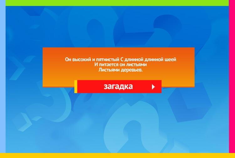 Загадка про жирафа. Он высокий и пятнистый С длинной длинной шеей И питается он листьями Листьями деревьев.