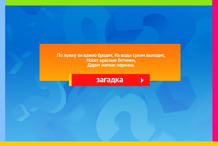 Загадка про гуся. По лужку он важно бродит, Из воды сухим выходит, Носит красные ботинки, Дарит мягкие перинки.