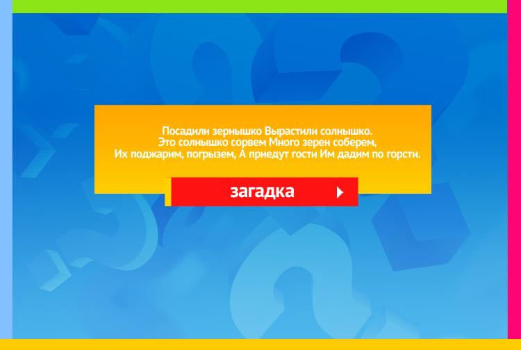 Загадка про Подсолнух. Посадили зернышко Вырастили солнышко. Это солнышко сорвем Много зерен соберем, Их поджарим, погрызем, А приедут гости Им дадим по горсти.