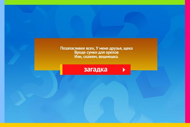 Загадка про хомяка. Позапасливее всех, У меня друзья, щека Вроде сумки для орехов Или, скажем, вещмешка.