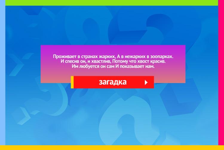 Загадка про Павлина. Проживает в странах жарких, А в нежарких в зоопарках. И спесив он, и хвастлив, Потому что хвост красив. Им любуется он сам И показывает нам.