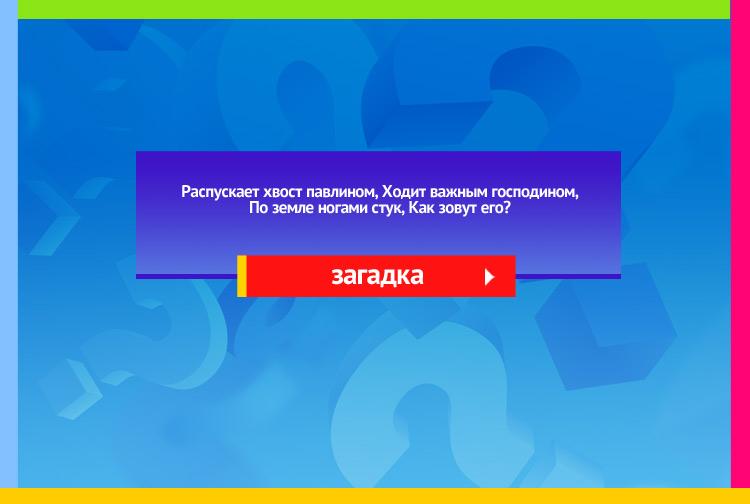 Загадка про Индюка. Распускает хвост павлином, Ходит важным господином, По земле ногами стук, Как зовут его?