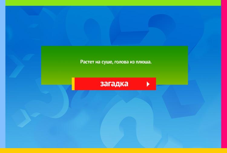 Загадка про Камыш, рогоз. Растет на суше, голова из плюша.