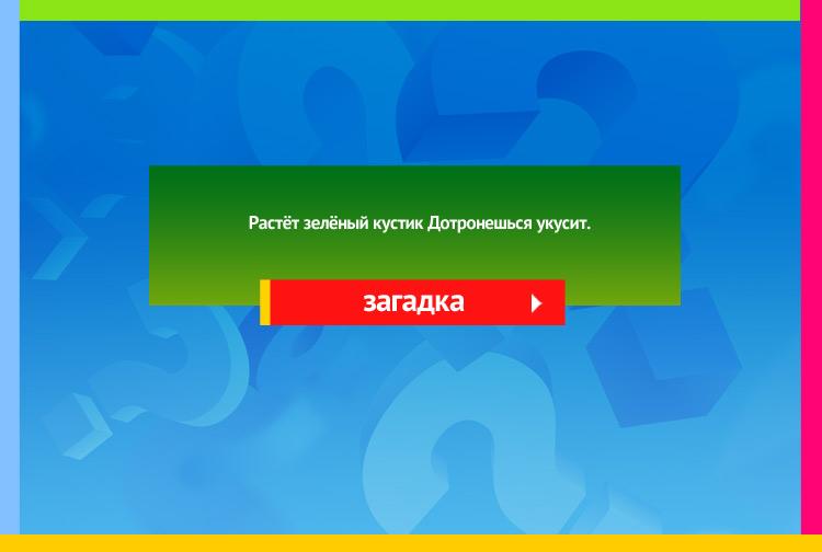 Загадка про Крапиву. Растёт зелёный кустик Дотронешься укусит.