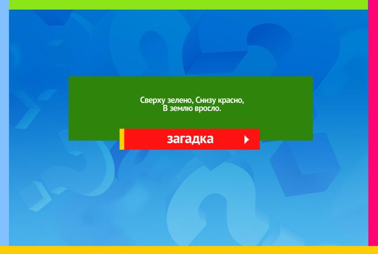 Загадка про Морковь. Сверху зелено, Снизу красно, В землю вросло.