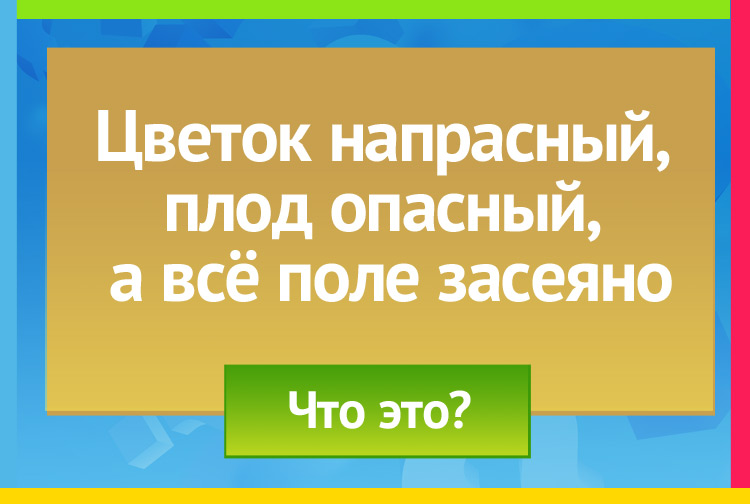 Загадка про картофель. Цветок напрасный, плод опасный, а всё поле засеяно