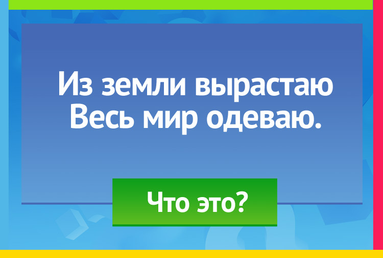 загадка про Лён. Из земли вырастаю Весь мир одеваю.