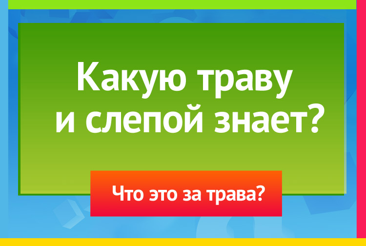 Загадка про крапиву. Какую траву и слепой знает?