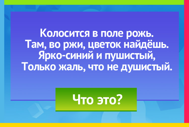 Загадка про василек. Колосится в поле рожь. Там, во ржи, цветок найдёшь. Ярко-синий и пушистый, Только жаль, что не душистый.