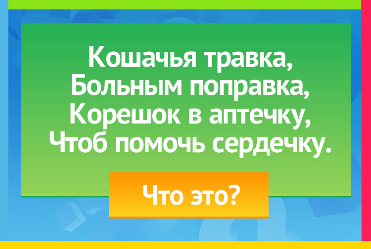 Загадка про Валериану. Кошачья травка, Больным поправка: Корешок в аптечку, Чтоб помочь сердечку.