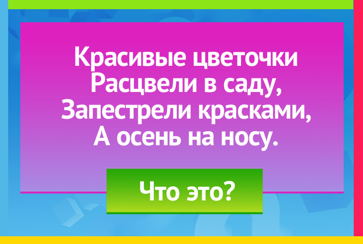 Загадка про цветок Астра. Красивые цветочки Расцвели в саду, Запестрели красками, А осень на носу.