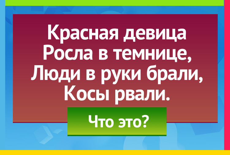 Загадка про свеклу. Красная девица Росла в темнице, Люди в руки брали, Косы рвали.