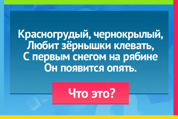 Загадка про снегиря. Красногрудый, чернокрылый, Любит зёрнышки клевать, С первым снегом на рябине Он появится опять.