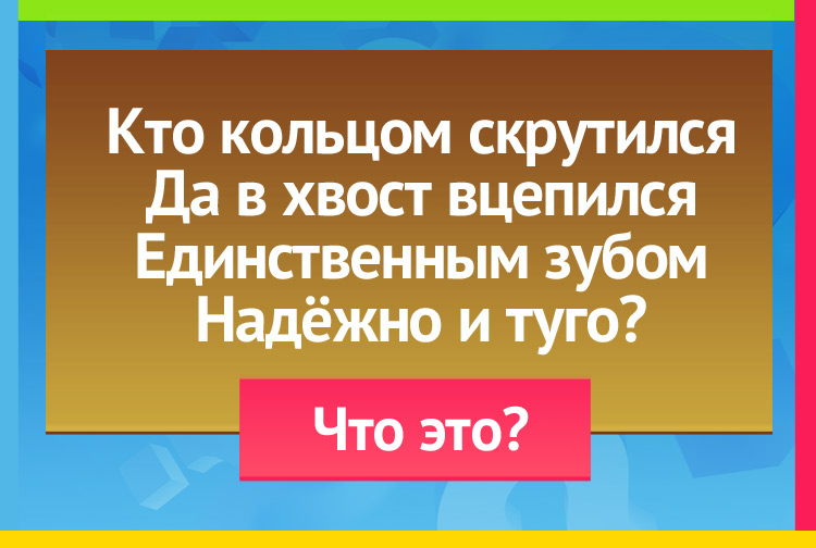 Загадка про ремнеь. Кто кольцом скрутился Да в хвост вцепился Единственным зубом Надёжно и туго?