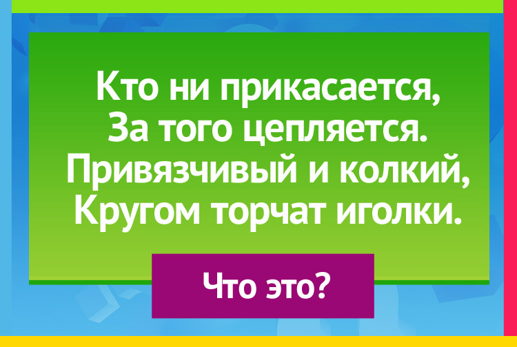 Загадка про репейник. Кто ни прикасается, За того цепляется. Привязчивый и колкий, Кругом торчат иголки.