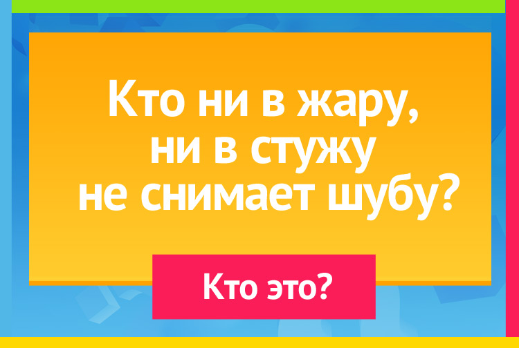 Загадка про барана. Кто ни в жару, ни в стужу не снимает шубу?