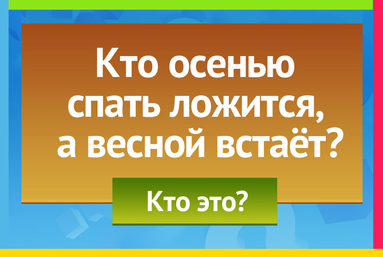 Загадка про медведя. Кто осенью спать ложится А весной встает?