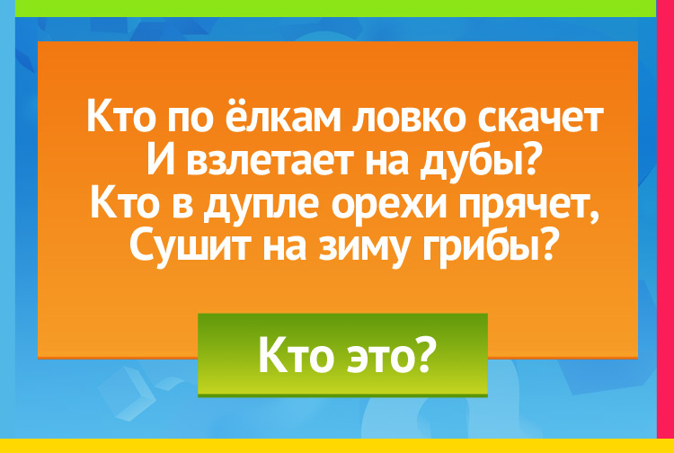 Загадка про белку. Кто по ёлкам ловко скачет И взлетает на дубы? Кто в дупле орехи прячет, Сушит на зиму грибы?