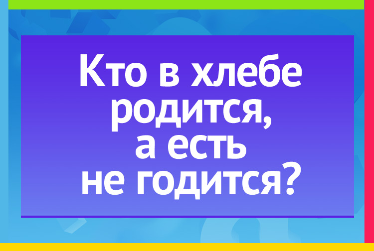 Загадка про василек. В хлебе родится, А есть не годится?