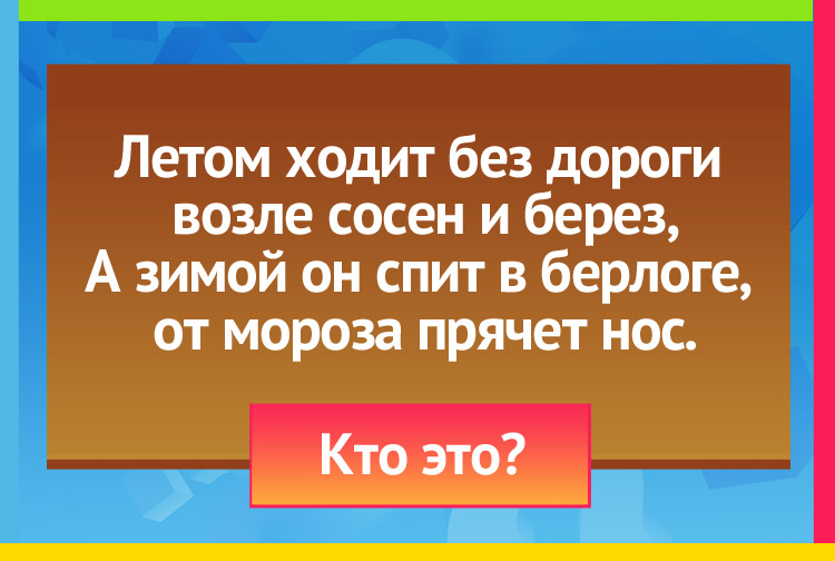 Загадка про медведя. Летом ходит без дороги Возле сосен и берез, А зимой он спит в берлоге, От мороза прячет нос.